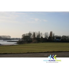 Bijenwaard Spijk 20-01-2009 Coll. P. Snip F00002303